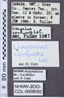 Etiketten zu Gambrinus confusus (NHMW-ZOO-COL-0008582)